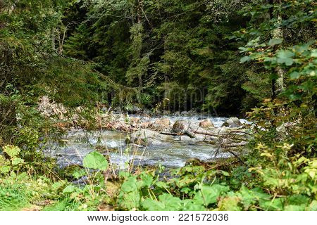 Mountain River In Summer. Bialka River, Poland