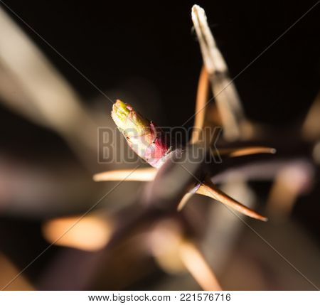 spines on the branch. close-up . In the park in nature