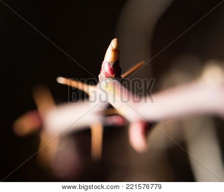 spines on the branch. close-up . In the park in nature