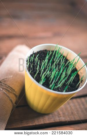 Pot in a pot on a wooden background with burlap-bound