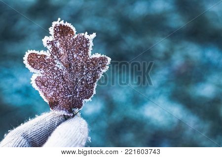 Beautiful frozen autumn leaf in the hand.