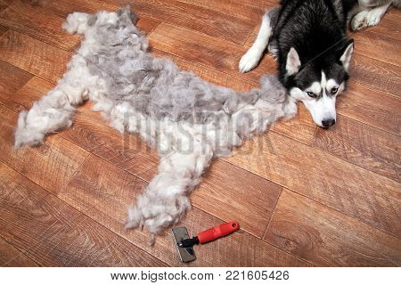 Dog lies next to the silhouette of a dog from combed wool. Moulting and big pile fur siberian husky.