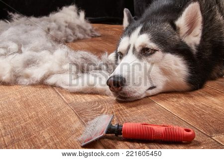 Husky dog in moulting and big pile fur with dog comb. Brush for dog hair.