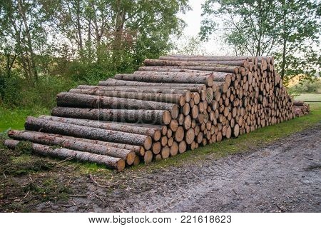 Deforestation: forest has been destroyed by human development, trees felled and stored for the industry. Wooden logs cut and stacked with forest background