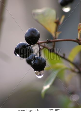 Después de la lluvia