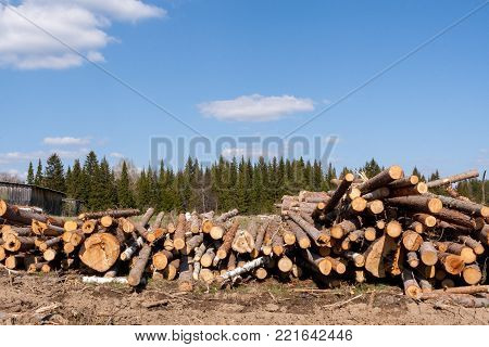 Pile of felled trees is lying on the ground on background of green coniferous forest and clear blue sky.