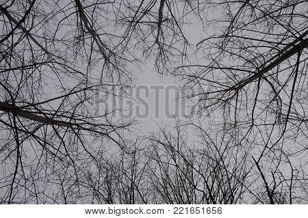 A look through naked forest branches hiding the sky.
