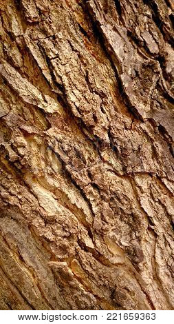 portrait of wood texture from a tree