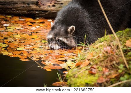 Close up Raccoon Dog, wildlife scene from nature
