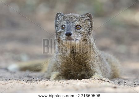Yellow Mongoose lie down to rest on the Kalahari desert sand in the shade