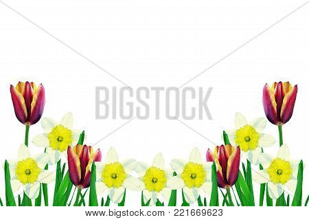 spring flowers tulips isolated on white background.