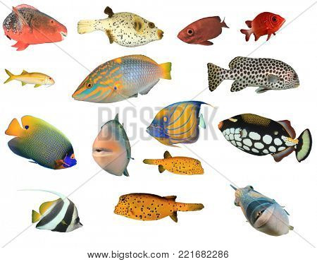 Tropical Reef fish of Indian and Pacific Oceans isolated on white background
