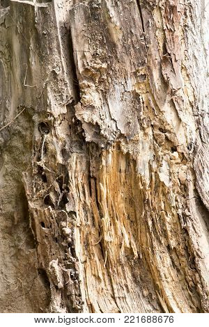 background from the bark of an old tree .