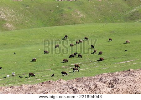 sheep in the pasture on the nature .
