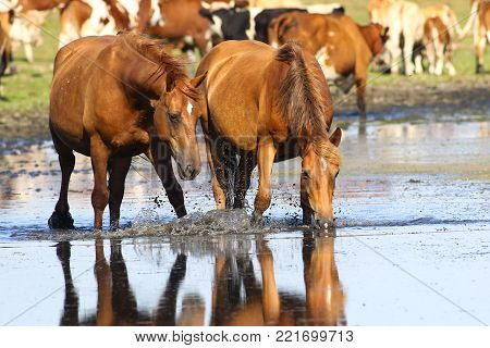 Two wild sorrel horses drinking water on watering place