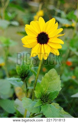 Beautiful Sun Flower Amazing Picture  in Garden