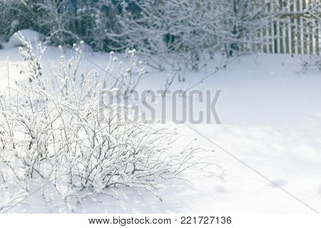 Dry bush on white winter rural background