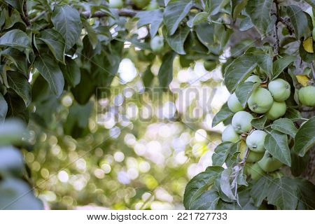 Apple-tree garden colorful bokeh blurred abstract background