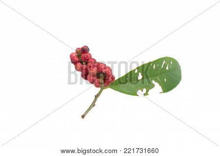 Antidesma Thwaitesianum Isolated On White Background