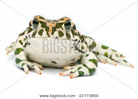 Bufo viridis. Grønne tudse på hvid baggrund.