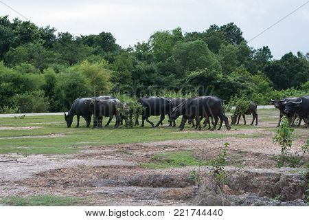 Thai Buffalo walk over the field go back home