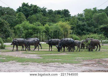 Thai Buffalo walk over the field go back home