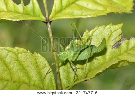 Speckled Bush-cricket