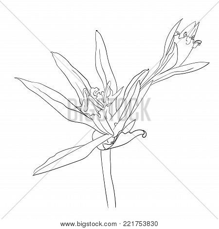 Hand Drawn Flowers Lilies on a white background. Isolated vector illustration in line art style. Template card, invitation, banner, tattoo, design element.