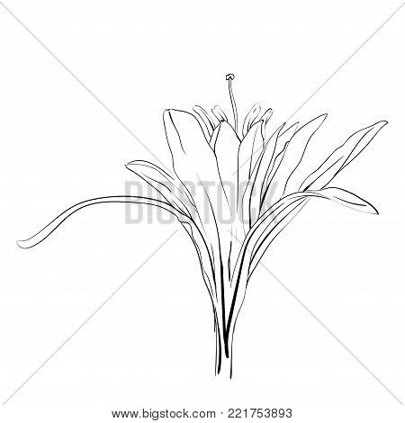 Hand Drawn Flowers Lilies on a white background. Isolated vector illustration in line art style. Template card, invitation, banner, tattoo, design element.