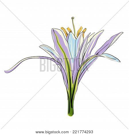 Hand Drawn Flowers Lilies on a white background. Isolated vector illustration in line art style. Template card, invitation, banner, tattoo, design element.