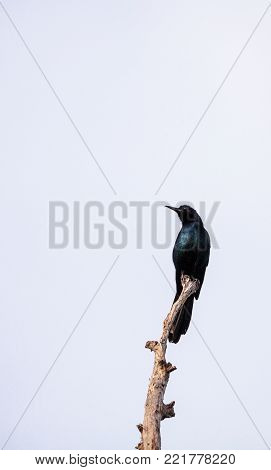 Common Grackle Bird Quiscalus Quiscula