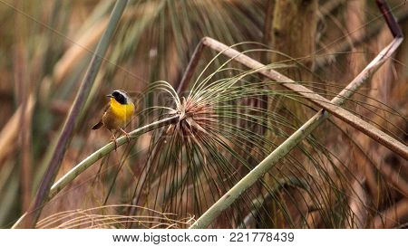 Common Yellowthroat Warbler Geothlypis Trichas