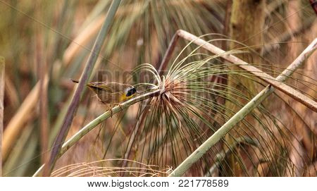 Common Yellowthroat Warbler Geothlypis Trichas