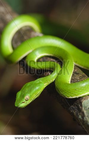 Green Snake