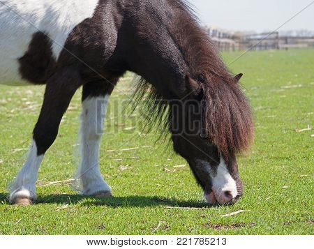 The skewbald Shetland pony who is grazed on a meadow