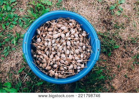 Dried Poppy Pods In A Plastic Cup.