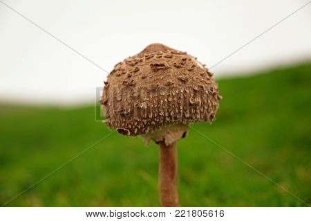 Puffball with green grass in the background on a couldy day, with selective focus and space for text.