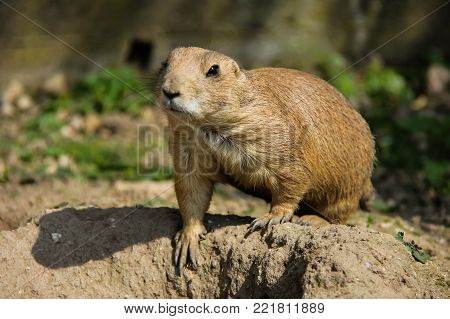 European Suslik Little Cute Rodent