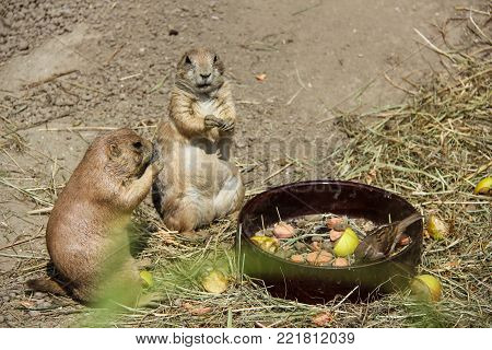 European suslik little cute rodent, living in the wild and in the zoo