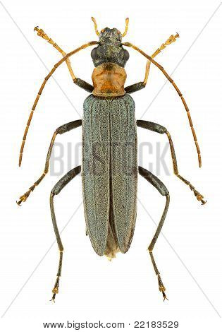 Oedemera Croceicollis