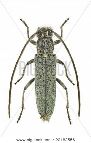 Opsilia Coerulescens