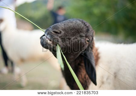 cheep eating the glass in the middle of the field