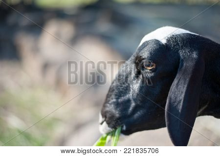 cheep eating the glass in the middle of the field