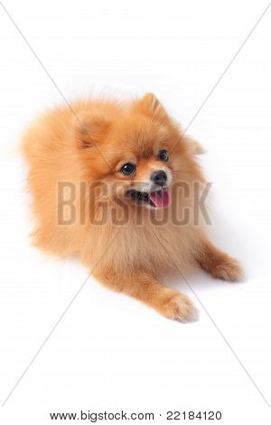pomeranain pes