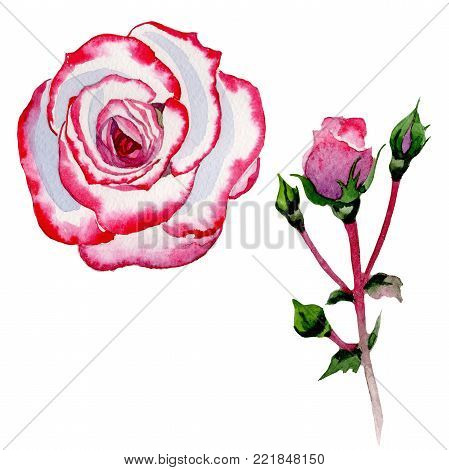Wildflower hybrid rose flower in a watercolor style isolated. Full name of the plant: hybrid rose, hulthemia, rosa. Aquarelle wild flower for background, texture, wrapper pattern, frame or border.