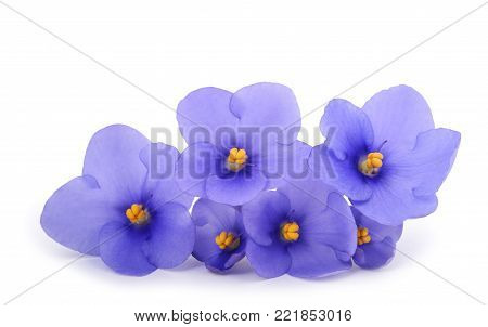 Saintpaulia (African violets) isolated on white background