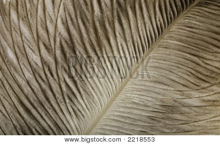 Pluma