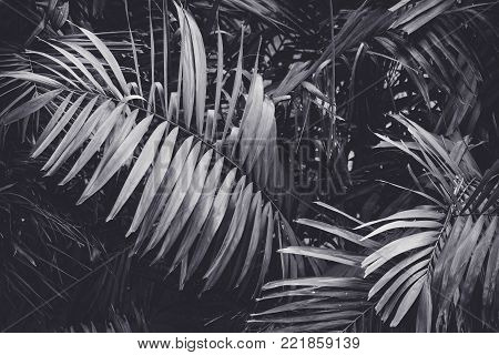Low key Dark lighting Nature background, green leaves in natural light and shadow, symbolic of peaceful and safe the Earth or life or Zen with toned color and selective focus.Black and white tone.