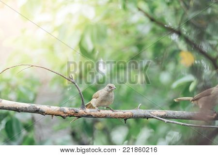 Bird (streak-eared Bulbul) On Tree In Nature Wild