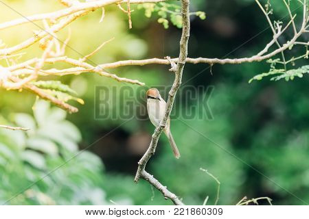 Bird (streak-eared Bulbul) On Tree In Nature Wild